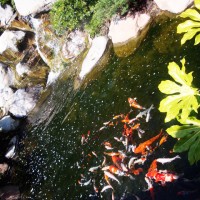 CSULB Japanese Garden